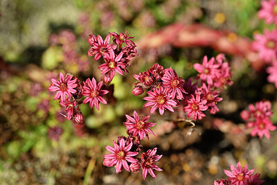 BUITEN BEELD Foto: 446004