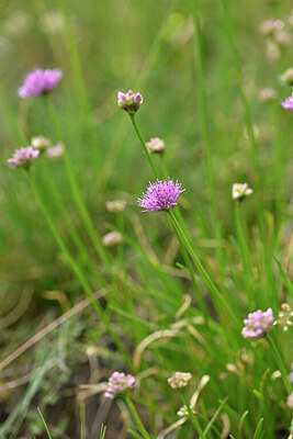 BUITEN BEELD Foto: 446006