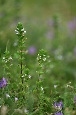 BUITEN BEELD Foto: 446009