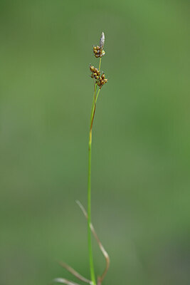 BUITEN BEELD Foto: 446012