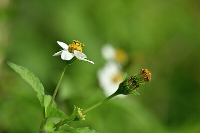 BUITEN BEELD Foto: 446014