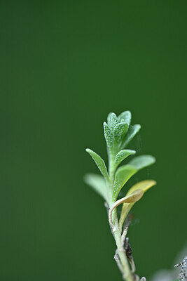BUITEN BEELD Foto: 446015