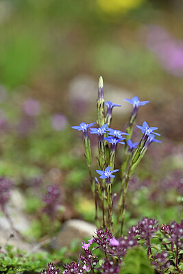 BUITEN BEELD Foto: 446016