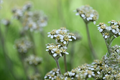 BUITEN BEELD Foto: 446018