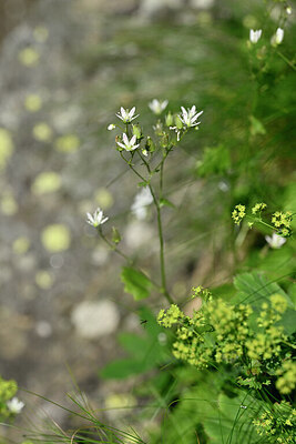 BUITEN BEELD Foto: 446023