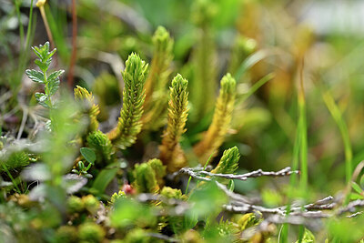 BUITEN BEELD Foto: 446026