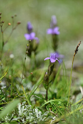 BUITEN BEELD Foto: 446027