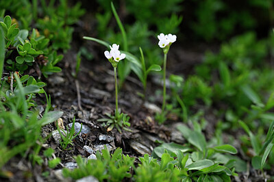 BUITEN BEELD Foto: 446035