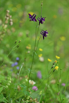 BUITEN BEELD Foto: 446036