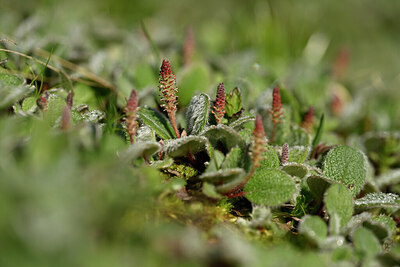 BUITEN BEELD Foto: 446040