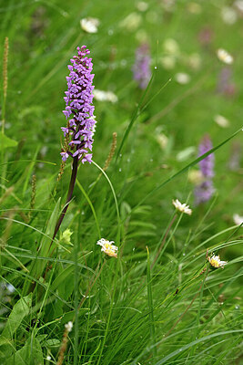 BUITEN BEELD Foto: 446042