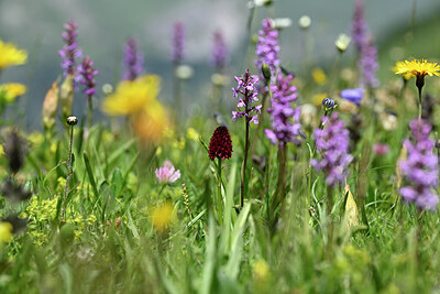 BUITEN BEELD Foto: 446043