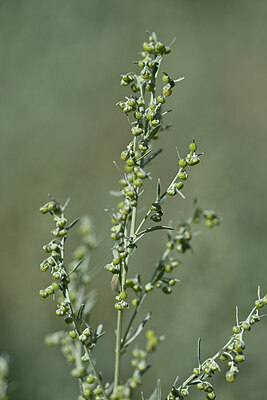 BUITEN BEELD Foto: 446052