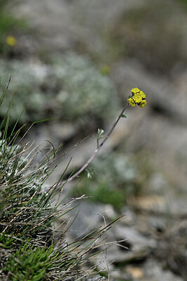 BUITEN BEELD Foto: 446053