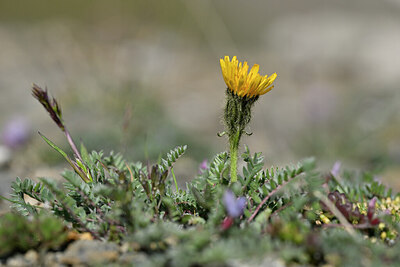BUITEN BEELD Foto: 446055