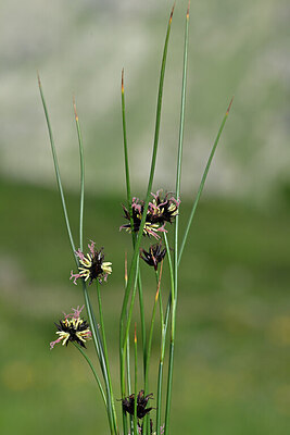 BUITEN BEELD Foto: 446057