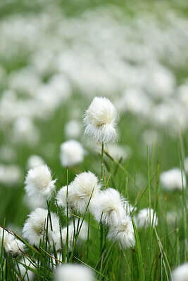 BUITEN BEELD Foto: 446063