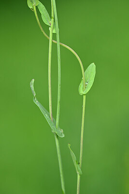 BUITEN BEELD Foto: 446064