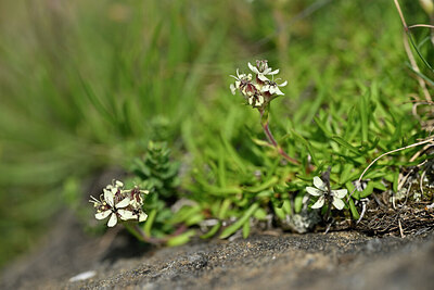 BUITEN BEELD Foto: 446067