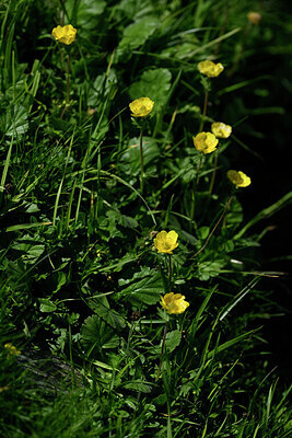 BUITEN BEELD Foto: 446070