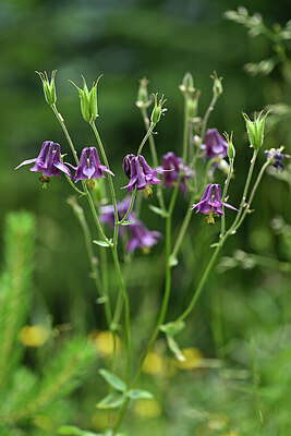 BUITEN BEELD Foto: 446077