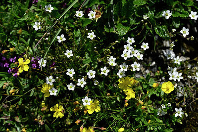 BUITEN BEELD Foto: 446082