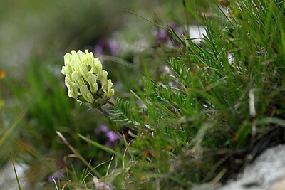 BUITEN BEELD Foto: 446086