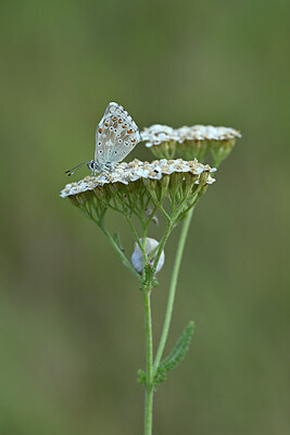 BUITEN BEELD Foto: 446088