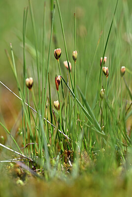 BUITEN BEELD Foto: 446089