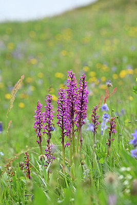 BUITEN BEELD Foto: 446091