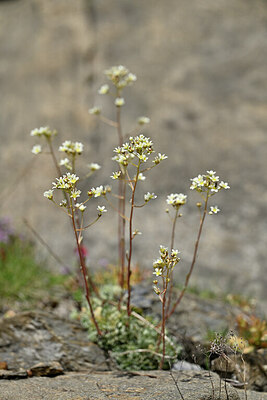 BUITEN BEELD Foto: 446092