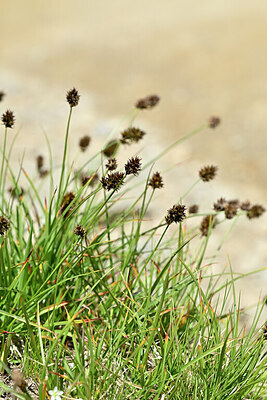 BUITEN BEELD Foto: 446093