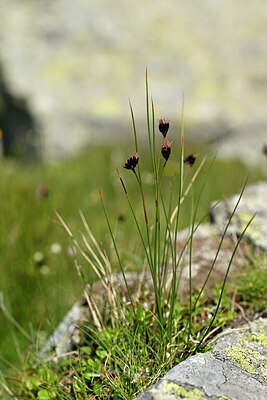 BUITEN BEELD Foto: 446100