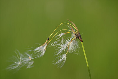 BUITEN BEELD Foto: 446105