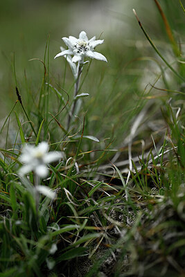 BUITEN BEELD Foto: 446107