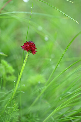 BUITEN BEELD Foto: 446108