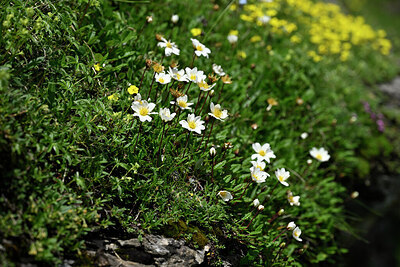 BUITEN BEELD Foto: 446109