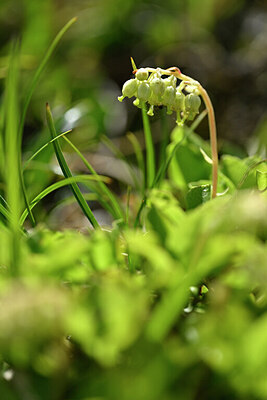 BUITEN BEELD Foto: 446112