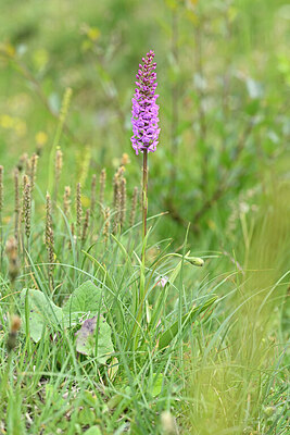 BUITEN BEELD Foto: 446113
