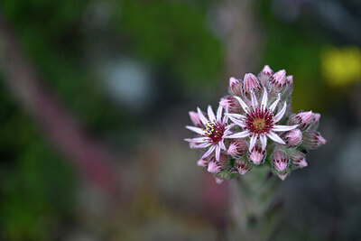 BUITEN BEELD Foto: 446114