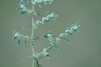 BUITEN BEELD Foto: 446117