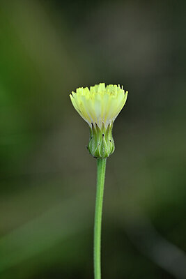 BUITEN BEELD Foto: 446121