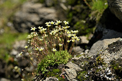 BUITEN BEELD Foto: 446123
