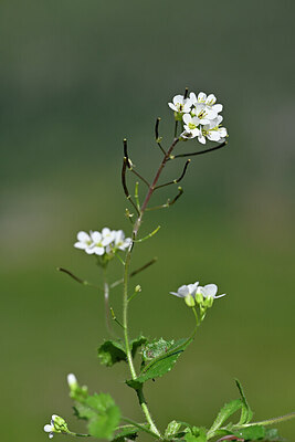 BUITEN BEELD Foto: 446125