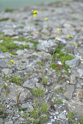 BUITEN BEELD Foto: 446126