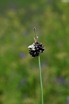 BUITEN BEELD Foto: 446127