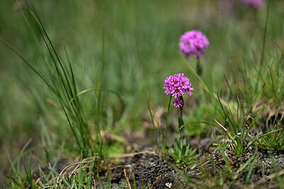 BUITEN BEELD Foto: 446132