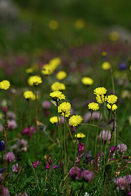 BUITEN BEELD Foto: 446134
