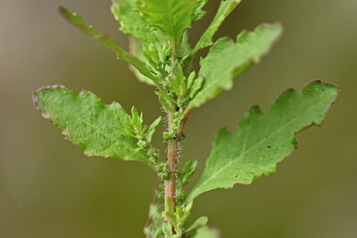 BUITEN BEELD Foto: 446135