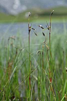 BUITEN BEELD Foto: 446137